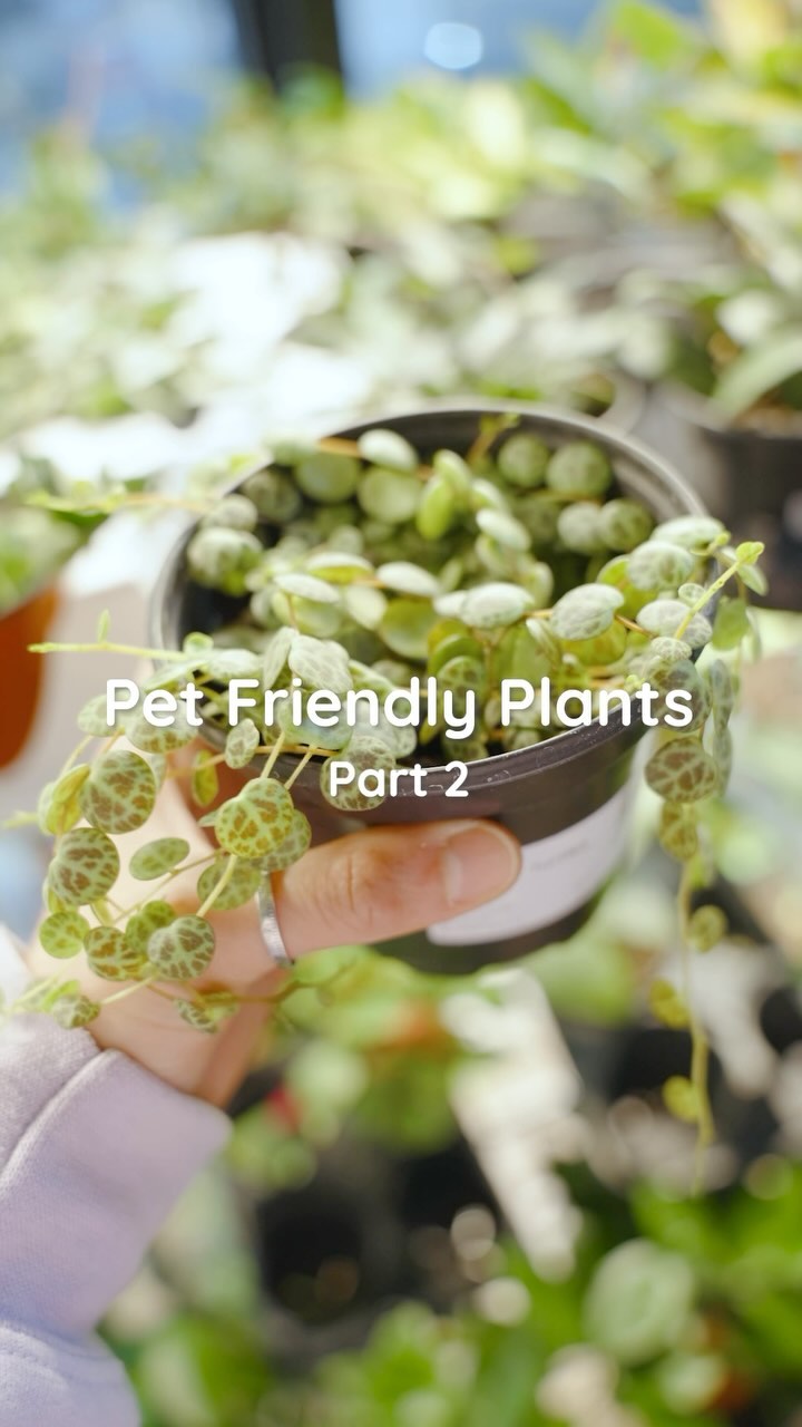 String of Turtles: 🐢🌿 The String of Turtles plant isn’t just a green marvel; each leaf looks like a tiny turtle. It’s not just a green buddy; it’s a tiny turtle party in a pot!
Spider Plant Variegated: 🕷️🌱 Meet the Spider Plant Variegated – the superhero of air purifiers! This green guardian not only adds a touch of elegance to your space but also battles indoor pollutants like a true leafy warrior.
Hoya Kerrii Variegata: 💚🌱 Love in plant form! The heart-shaped leaves of Hoya Kerrii Variegata aren’t