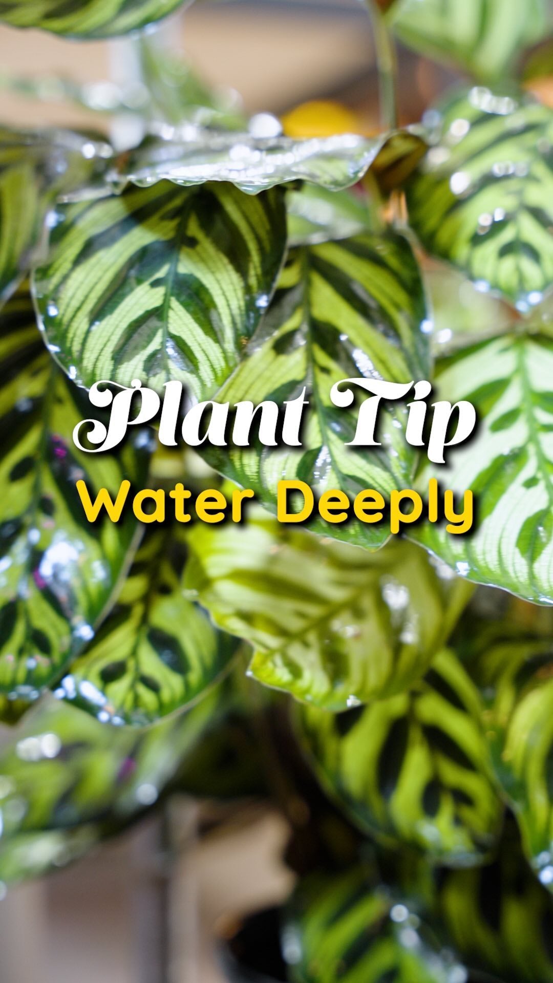 🌱💧 Water deeply, not frequently!
Deep watering encourages roots to grow down where they can access moisture and nutrients, making your plants stronger and also more drought-resistant. Shallow watering can lead to surface roots that are more vulnerable.
Plus, overwatering is about constant saturation—so let the soil dry out between deep waterings if that’s something you’re worried about! 🌿✨
•
•
•
#planttipsandtricks #plantcaretips #plantsmakepeoplehappy #houseplantsclub #planttherapy #houseplantdeco