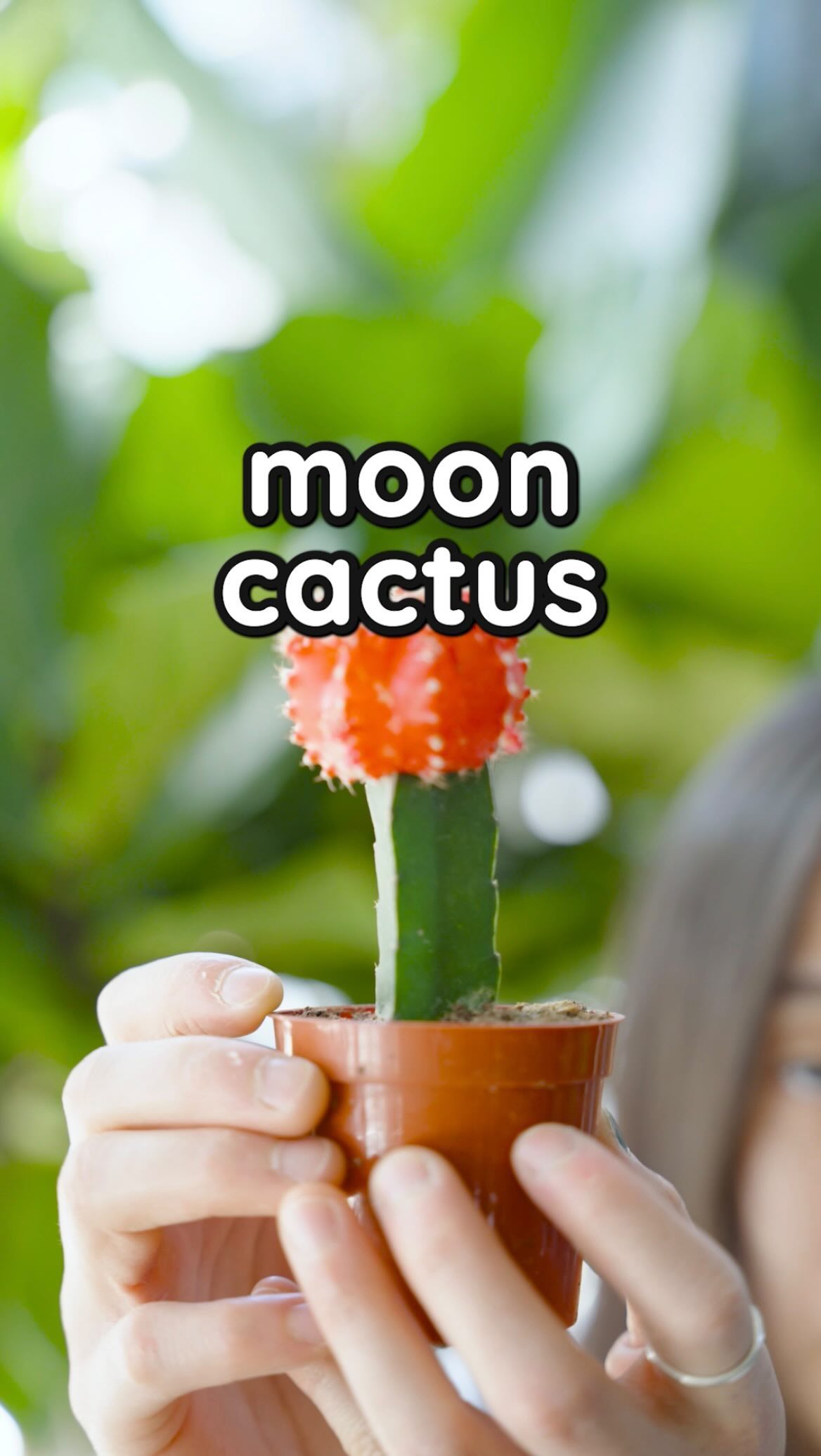 🌵🌙 Meet the Moon Cactus: the vibrant, funky rebel of the succulent world!
🚀🎨 With its psychedelic hues and out-of-this-world charm, this little buddy is actually two cacti in one! 🌈🌵
😎 💚✨ Easy on the eyes and low maintenance, they’re the perfect pals for your indoor oasis or outdoor garden. 🏡🌟 Get ready to turn your space into a colourful wonderland with these funky, fabulous moon cacti! 🌙🌵
#succulents #plantcare #plantcollection #plantlover #plantshopping