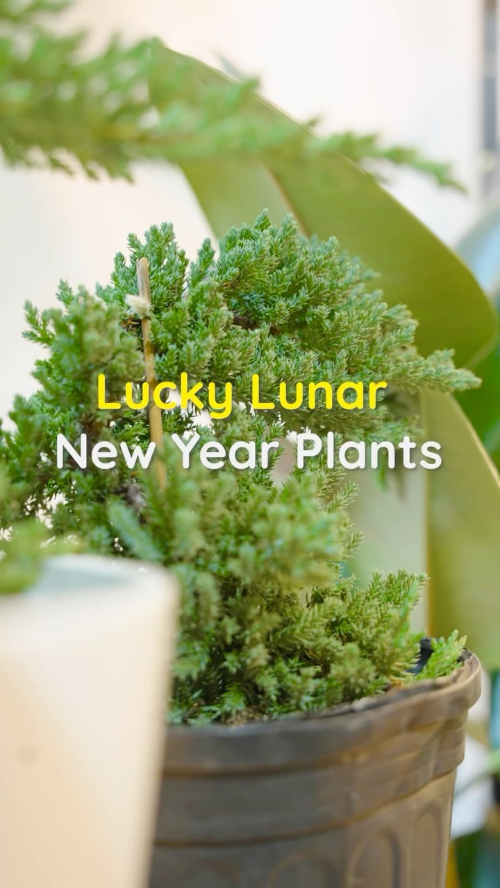 Are you celebrating Lunar New Year? 🧧
•
•
•
#plantstoronto #lunarnewyear #plantlife #plantlove #plantwithme #interiordesign #gardeninspiration