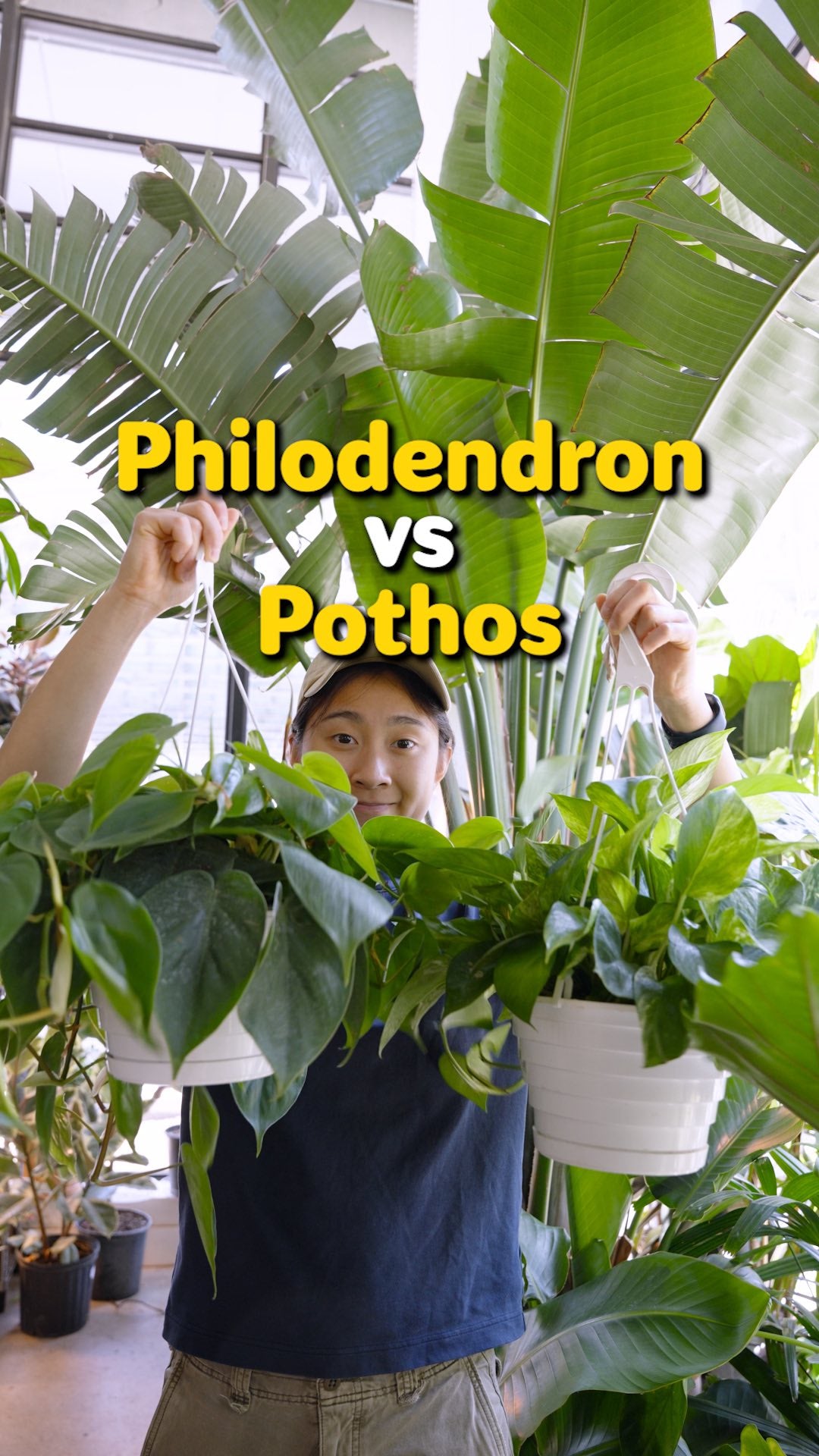 Difference between Pothos and Philodendron Heart Leaves | JOMO Studio | Buy Plants Online | Tropical Houseplant Delivery & Plant Care