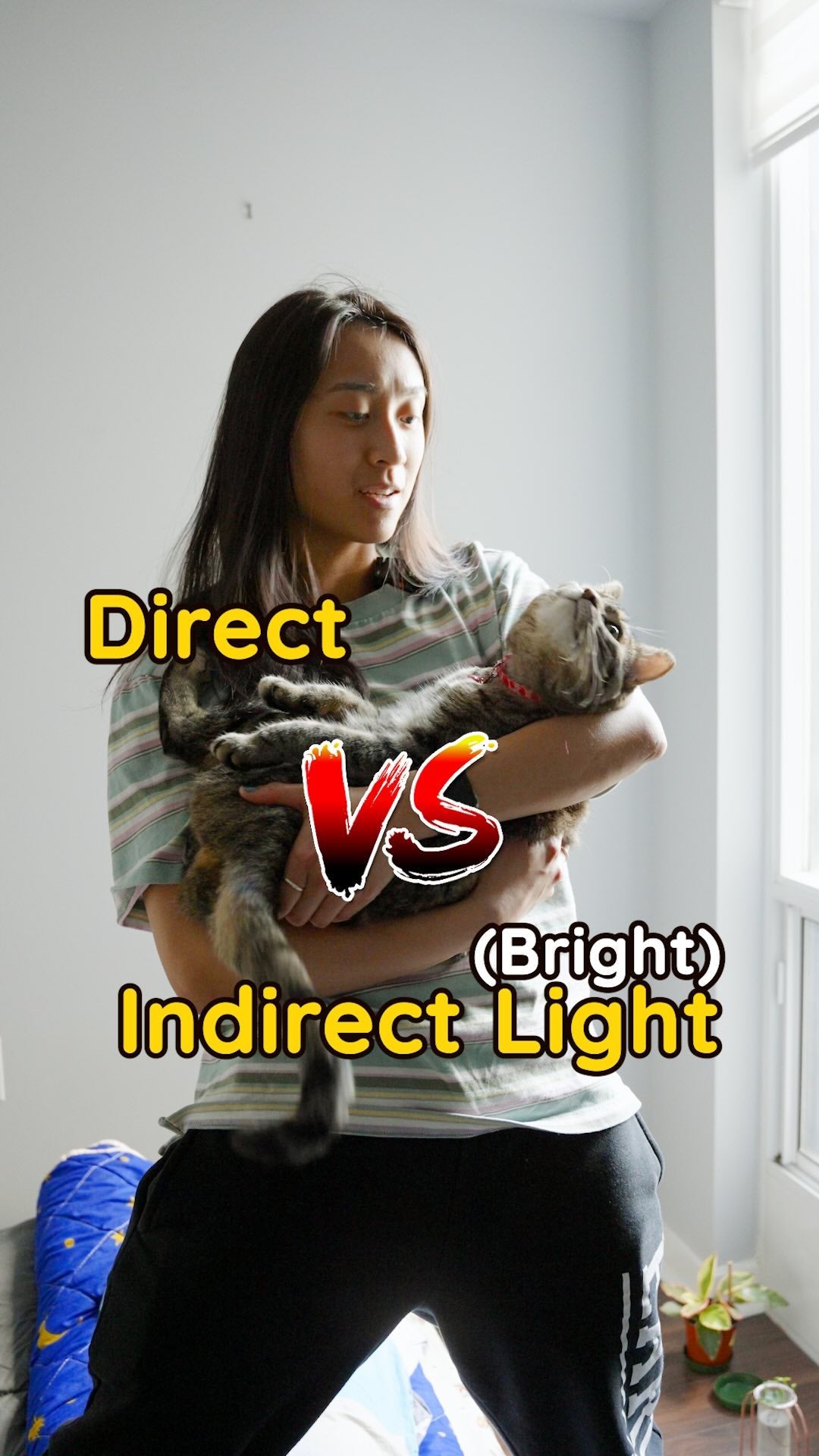 🌞🪴 Plant Tip Tuesday: Direct Light VS Indirect Light
Direct light is as just as it sounds! ☀️
Think of it as where the sun will be during the hottest parts of the day. When a plant needs bright direct or high light, what it means is that it just wants to see as much sun as possible!
Indirect Light🌤️
Now here’s when it can get a bit more confusing. To break it down a little, here’s 3 basic levels of indirect light:
1. Bright indirect light
2. Medium indirect light
3. Low light
In this video, we just