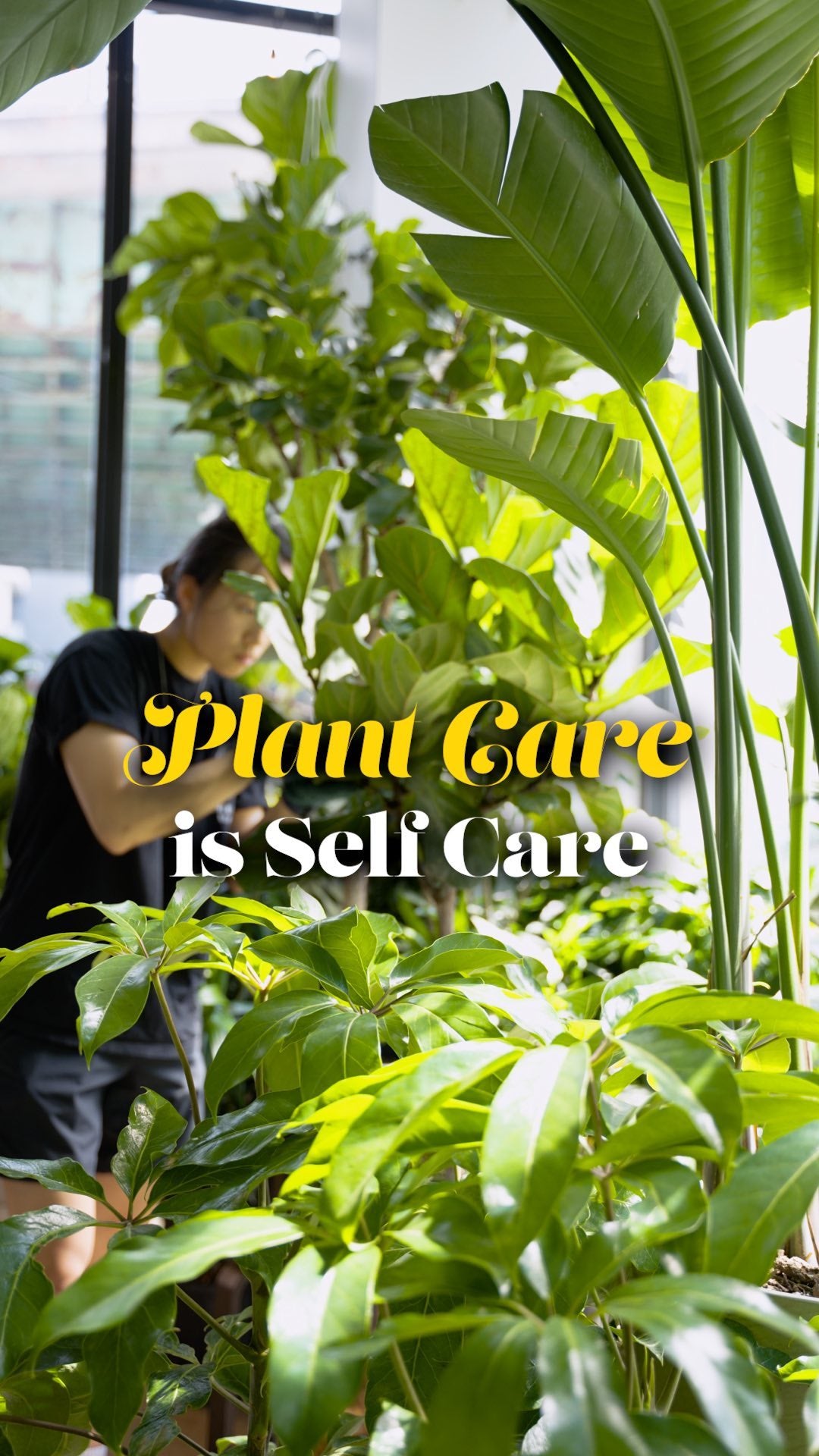 🌿✨ Plant Care Sunday vibes! Take a moment to show your leafy friends some love and care😌Remember, nurturing your plants is nurturing yourself too🌱💚🤝
•
•
•
#plantcaresunday #plantcareisselfcare #houseplantlover #insideplantsdecor #houseplantsoftoronto