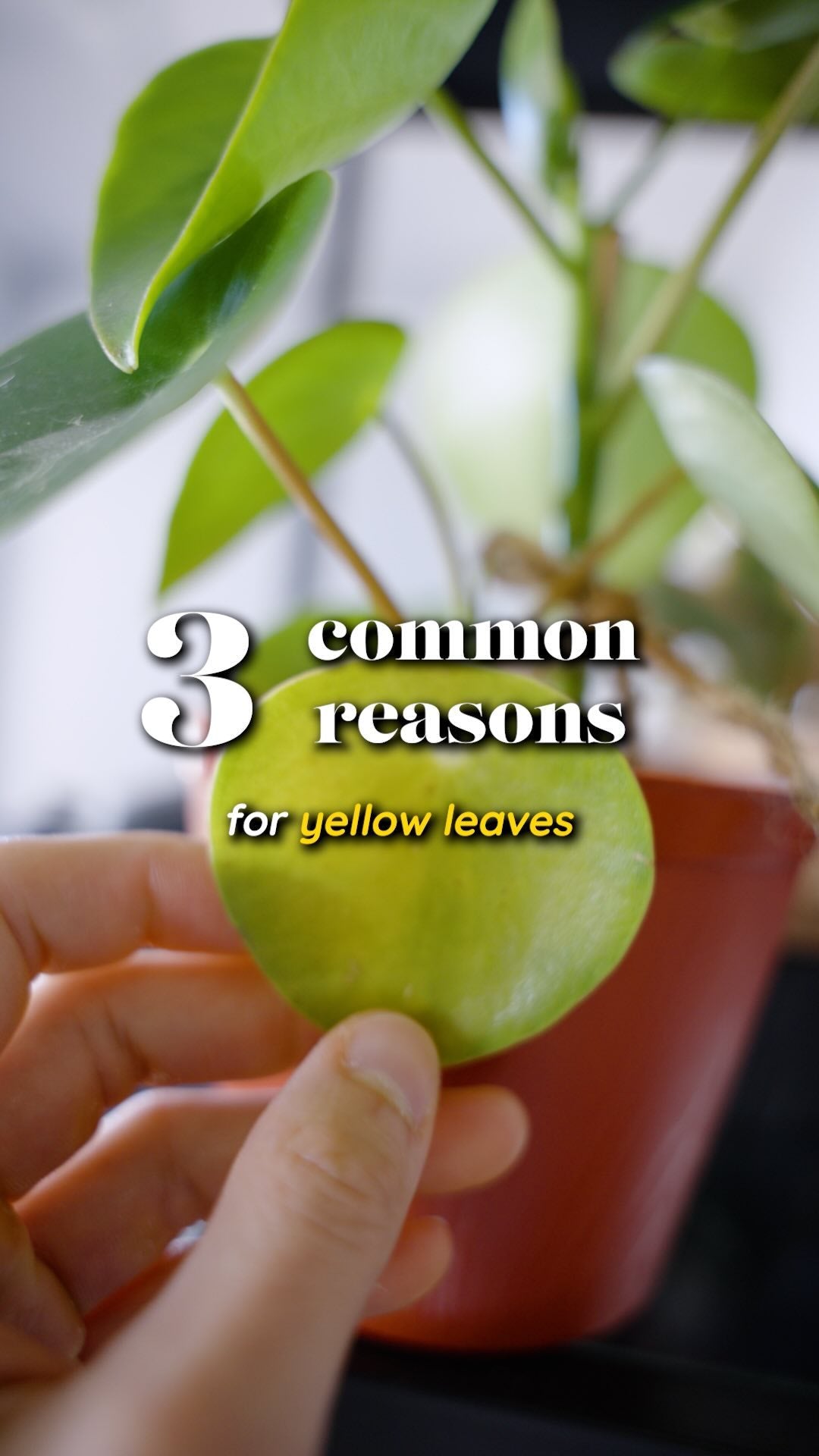 don’t fret too much about yellow leaves!!! 🤗🌿
•
•
•
#indoorplants #urbanjungle #plantsplantsplants #planttips #plantcaretips