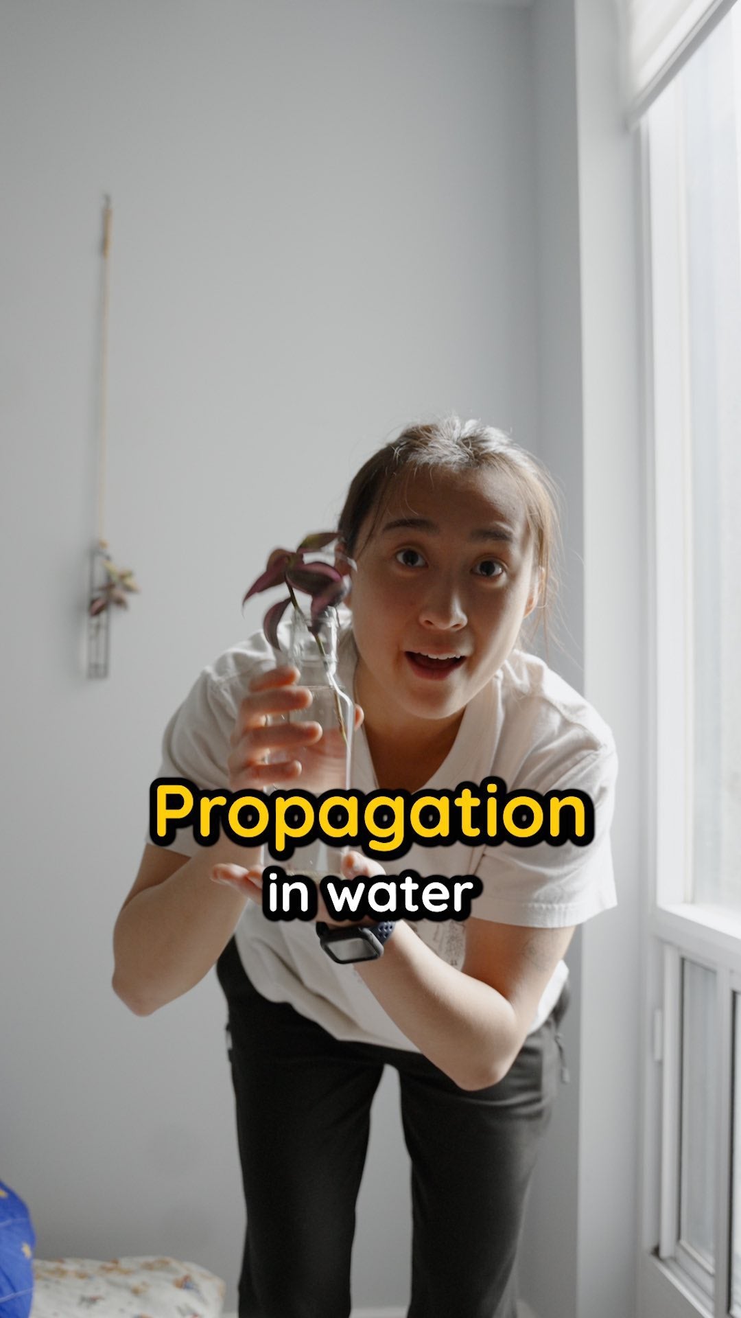 Have you ever propagated any plants in water before?? 🌱
•
•
•
#plantcaretips #plantlove #plantpropagation #plantvibes #plantparenthood