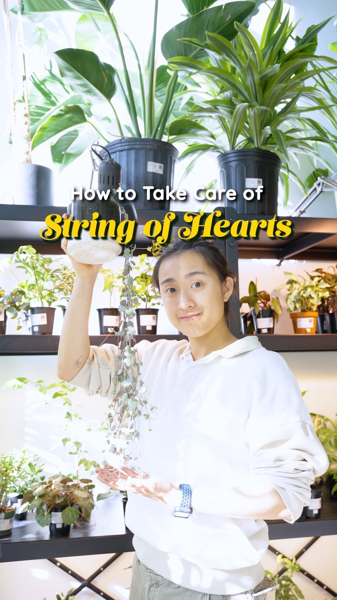 How to take care of string of hearts | JOMO Studio | Buy Plants Online | Houseplant Delivery & Plant Care