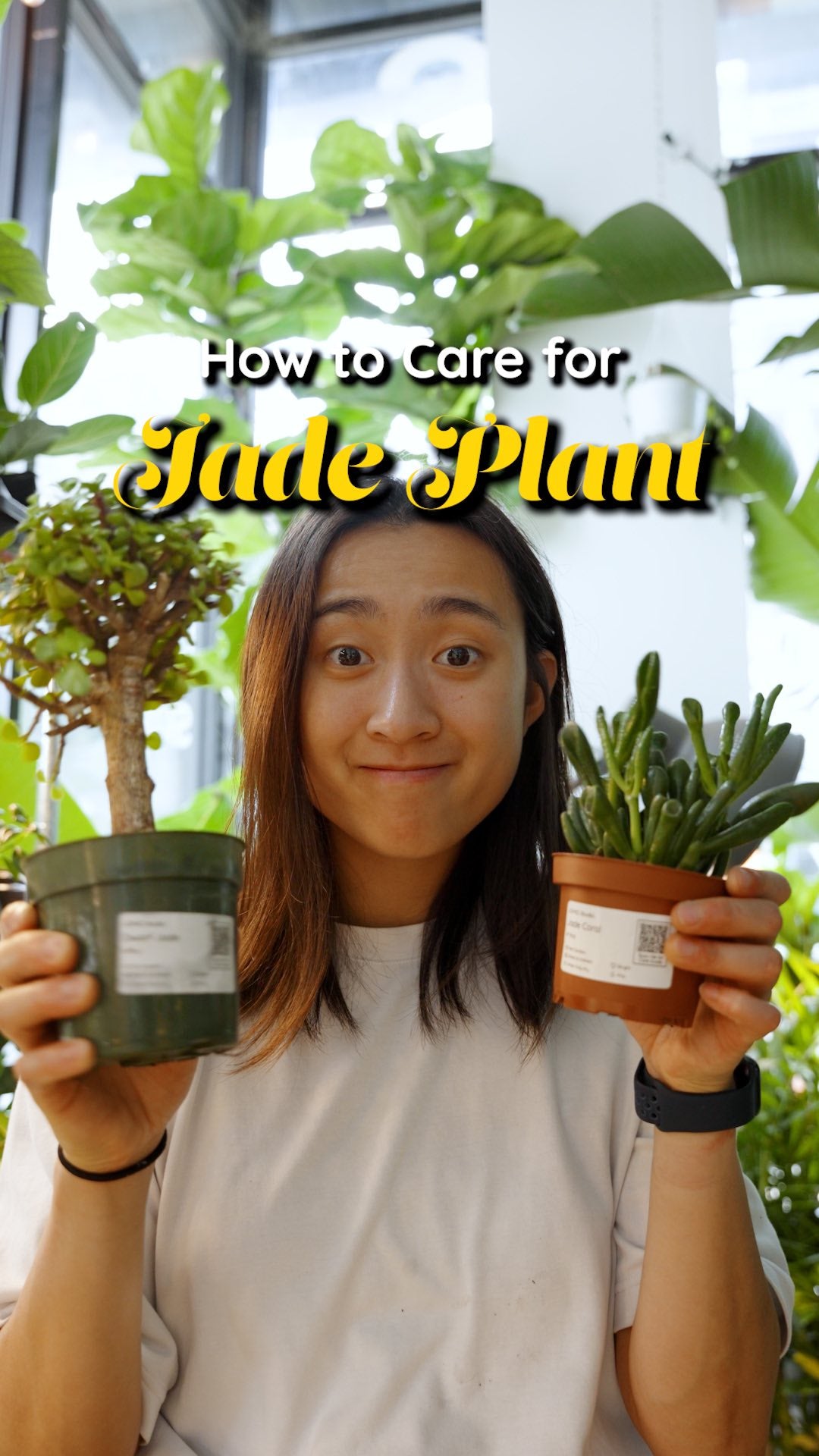 Jade Plant Care | JOMO Studio | Buy Plants Online | Tropical Houseplant Delivery & Plant Care