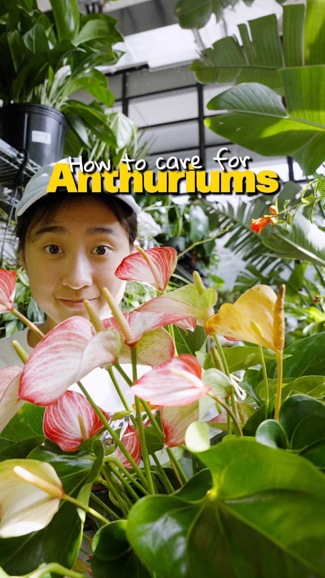 Anthurium Plant Care | JOMO Studio | Buy Plants Online | Tropical Houseplant Delivery & Plant Care