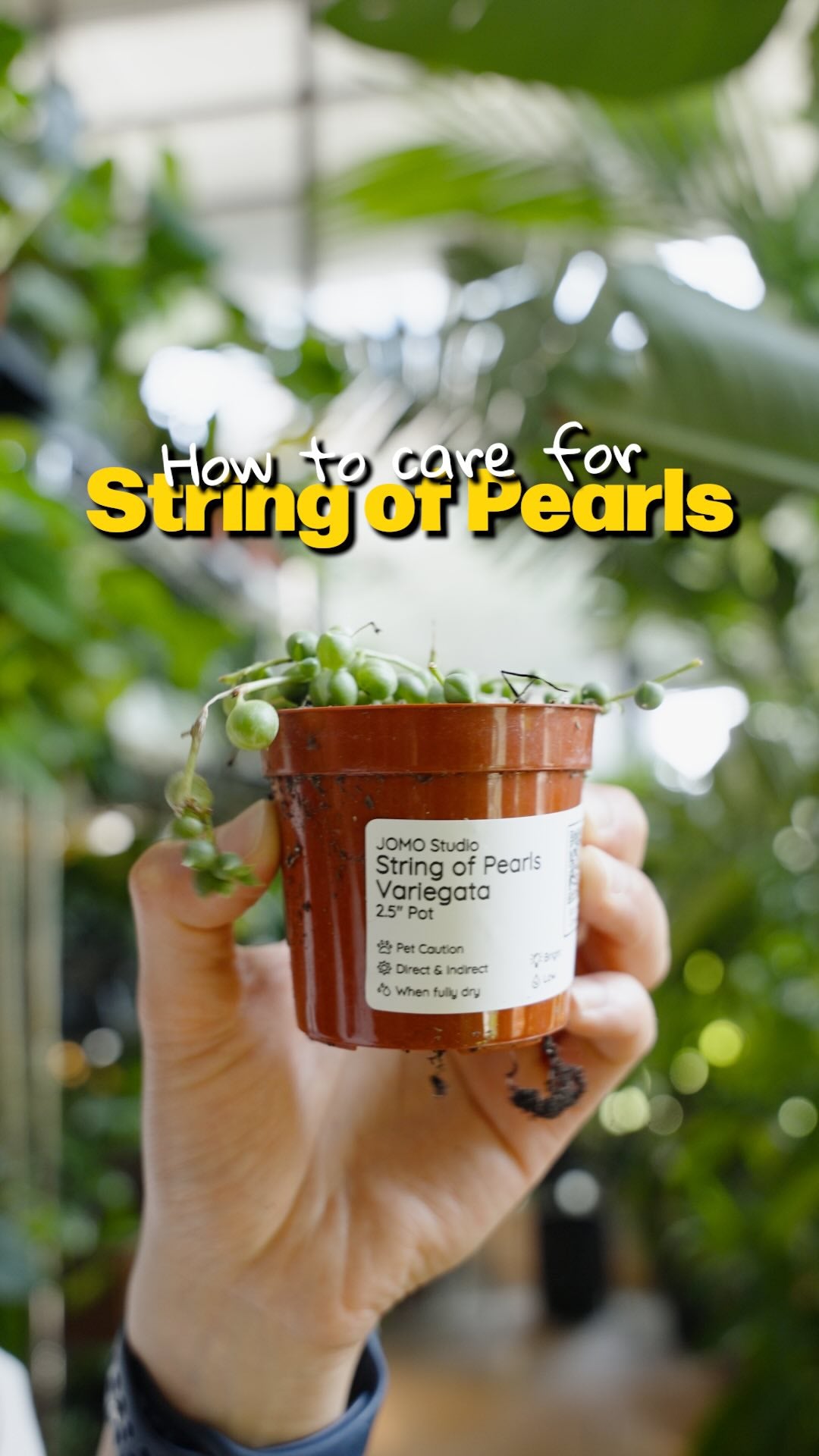 String of Pearls care | JOMO Studio | Buy Plants Online | Tropical Houseplant Delivery & Plant Care