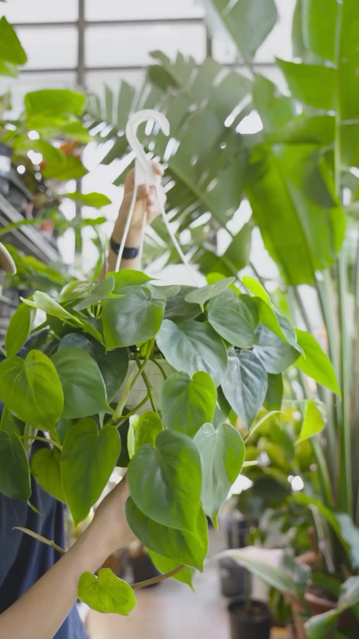 How to take care of philodendrons | JOMO Studio | Buy Plants Online | Tropical Houseplant Delivery & Plant Care