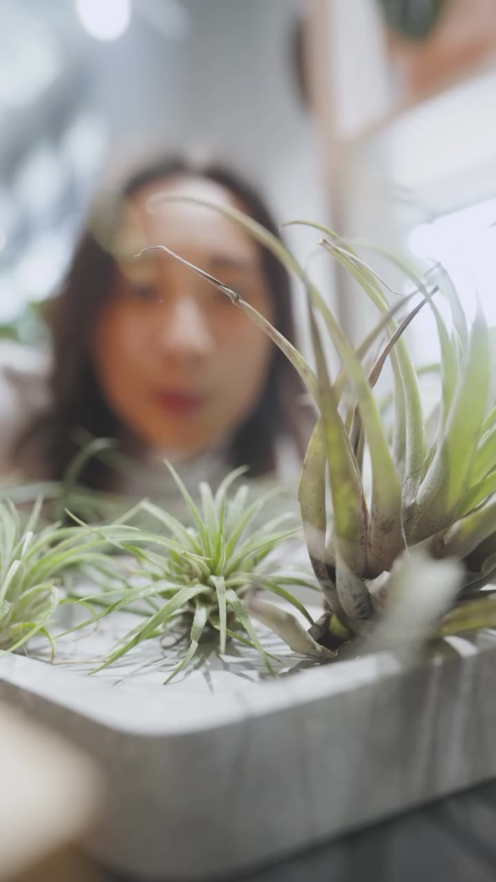 Air Plant makes it easy | JOMO Studio | Buy Plants Online | Tropical Houseplant Delivery & Plant Care