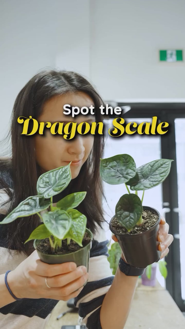 Alocasia Dragon Scale vs Alocasia Aegis | JOMO Studio | Buy Plants Online | Houseplant Delivery & Plant Care