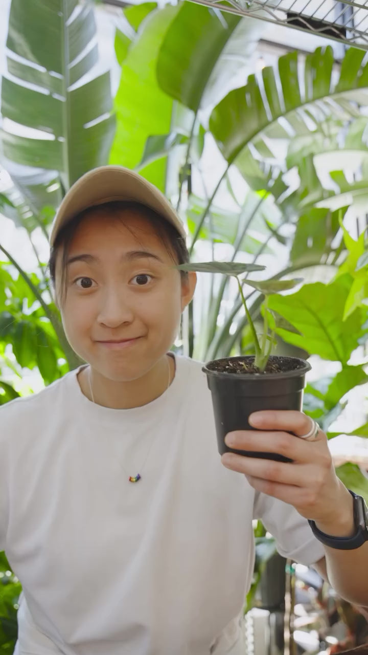 Bigger pot isn't always better | JOMO Studio | Buy Plants Online | Tropical Houseplant Delivery & Plant Care