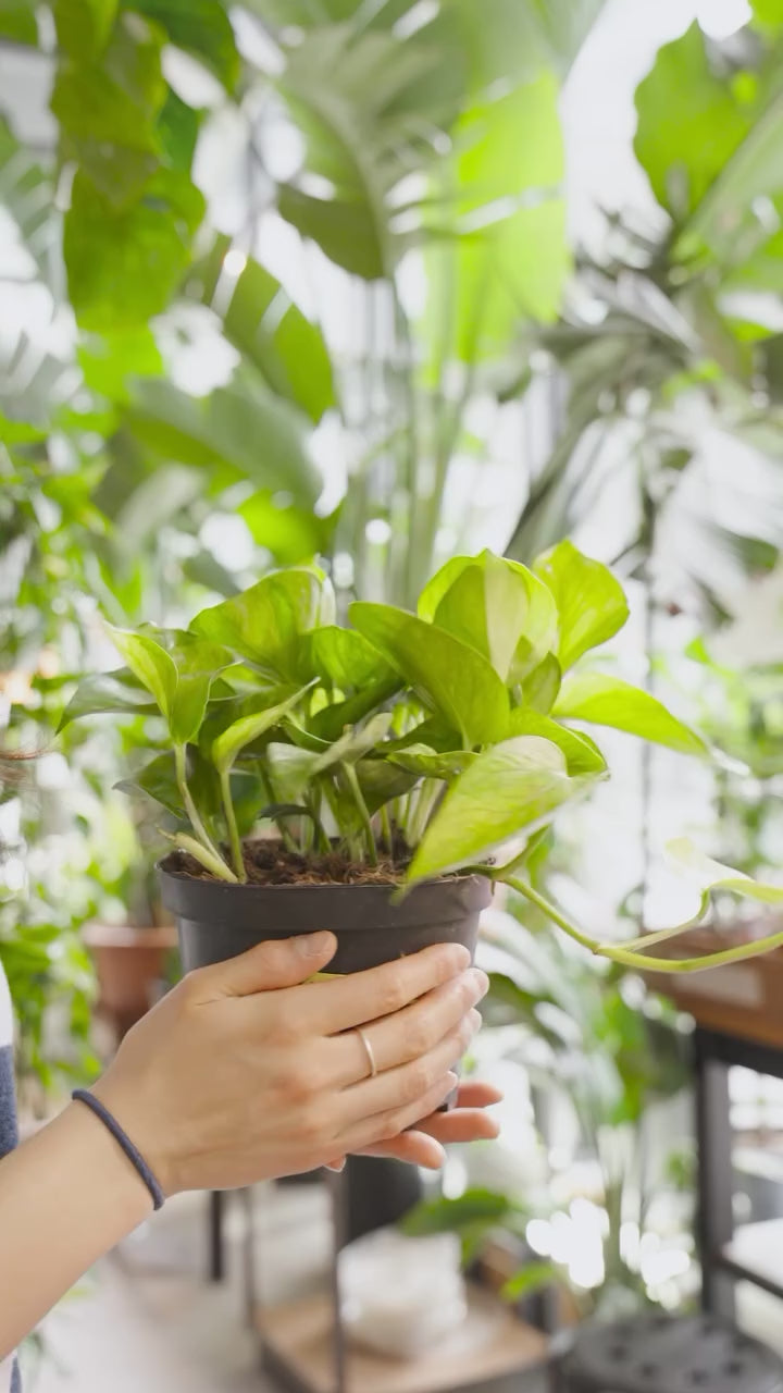 3 new plants | JOMO Studio | Buy Plants Online | Houseplant Delivery & Plant Care