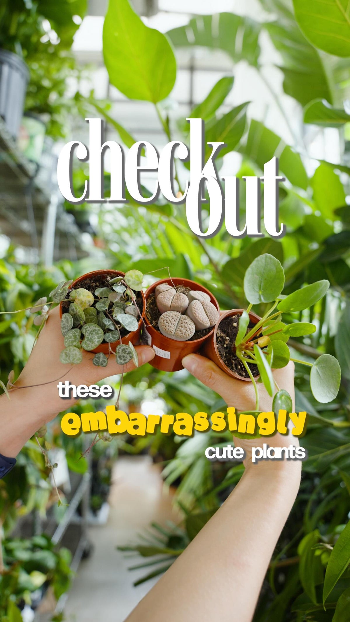 Three plants that are so cute they’ll make you stop mid-scroll and go get one 🌱💚
Lithops that look like lil rocks, a pilea that makes baby plants, and a string of hearts with teeny tiny heart-shaped leaves — all in the shop right now.
Come visit us in Toronto or online and find your new favourite little weirdo 🌿
—
📍 JOMO Studio, Toronto
#plantshopcanada #cuteplants #planttherapy