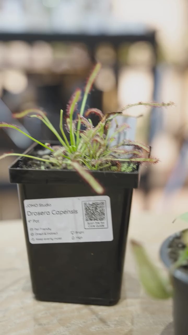 Boost Humidity with Pebble Tray | JOMO Studio | Buy Plants Online | Tropical Houseplant Delivery & Plant Care