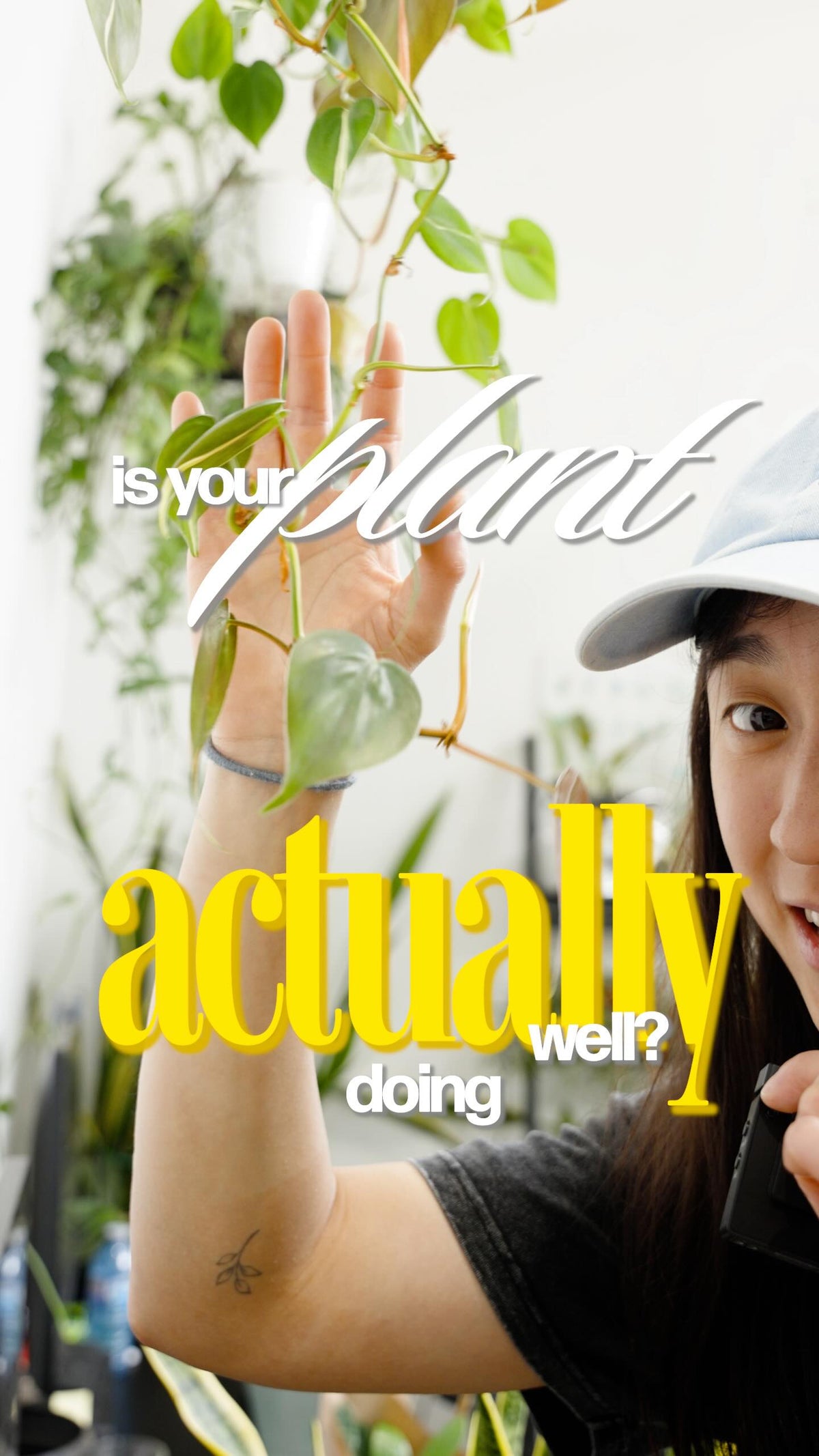 Wondering if your plant is actually happy? Here are 4 signs it’s thriving. 🌱
🌿 New leaves — fresh growth coming in light and soft is a great sign. New leaves also means healthy roots!
✅ Clean leaves — no spots, no mottling, no weird markings. That means no pests and no virus.
👆 No stickiness — run your fingers along the stems. Stickiness can mean pests are present. No residue? You’re good.
🍃 No leaf drop — and if it’s spring or summer with zero new growth, your plant might be rootbound. A repot coul
