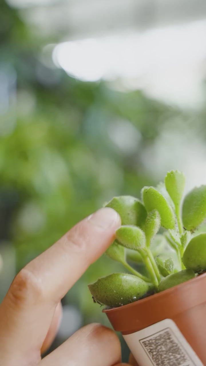 Why are some plants fuzzy | JOMO Studio | Buy Plants Online | Tropical Houseplant Delivery & Plant Care