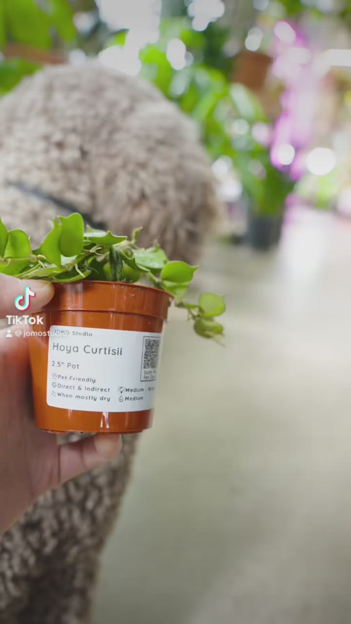 5 Pet Friendly Plants - Delivery from Toronto across Canada - JOMO Studio