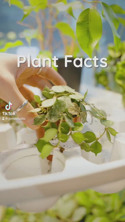 Plant Facts Hoya Plants Edition