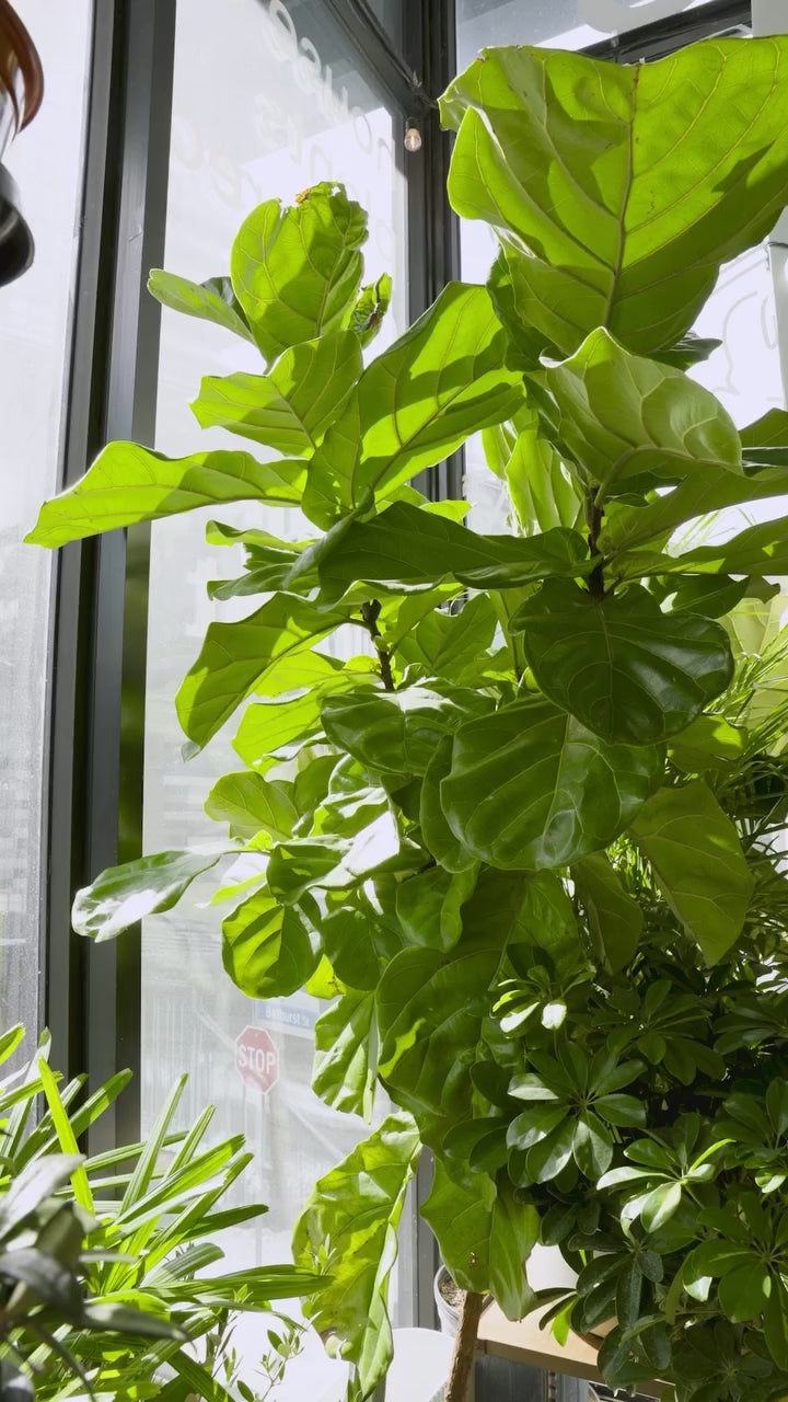 Fiddle Leaf Fig Eat Soil | JOMO Studio | Buy Plants Online | Houseplant Delivery & Plant Care