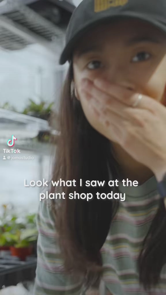 Succulent with Flower - Delivery from Toronto across Canada - JOMO Studio