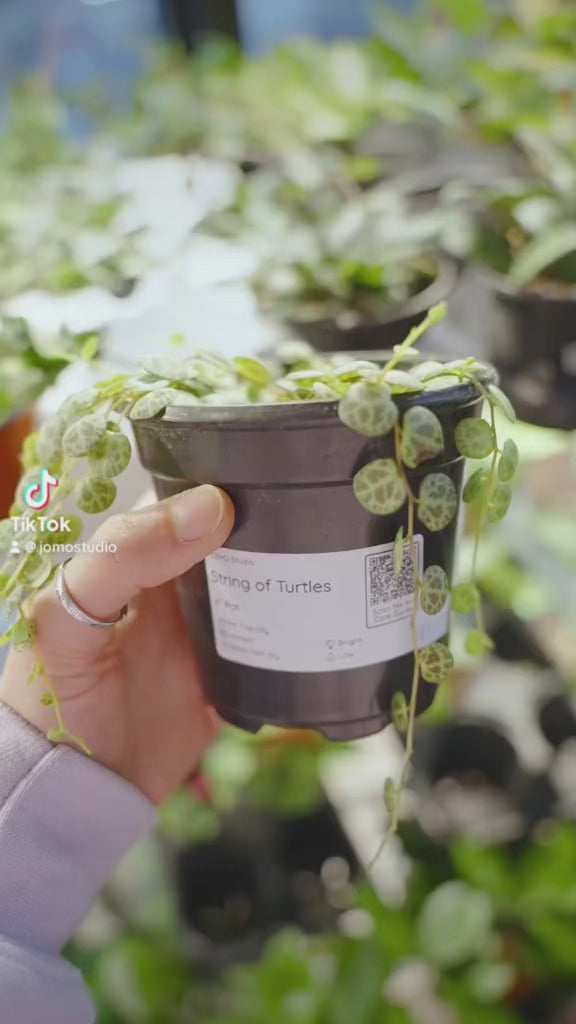 Pet Friendly Plant Pt 2 | JOMO Studio | Buy Plants Online | Houseplant Delivery & Plant Care