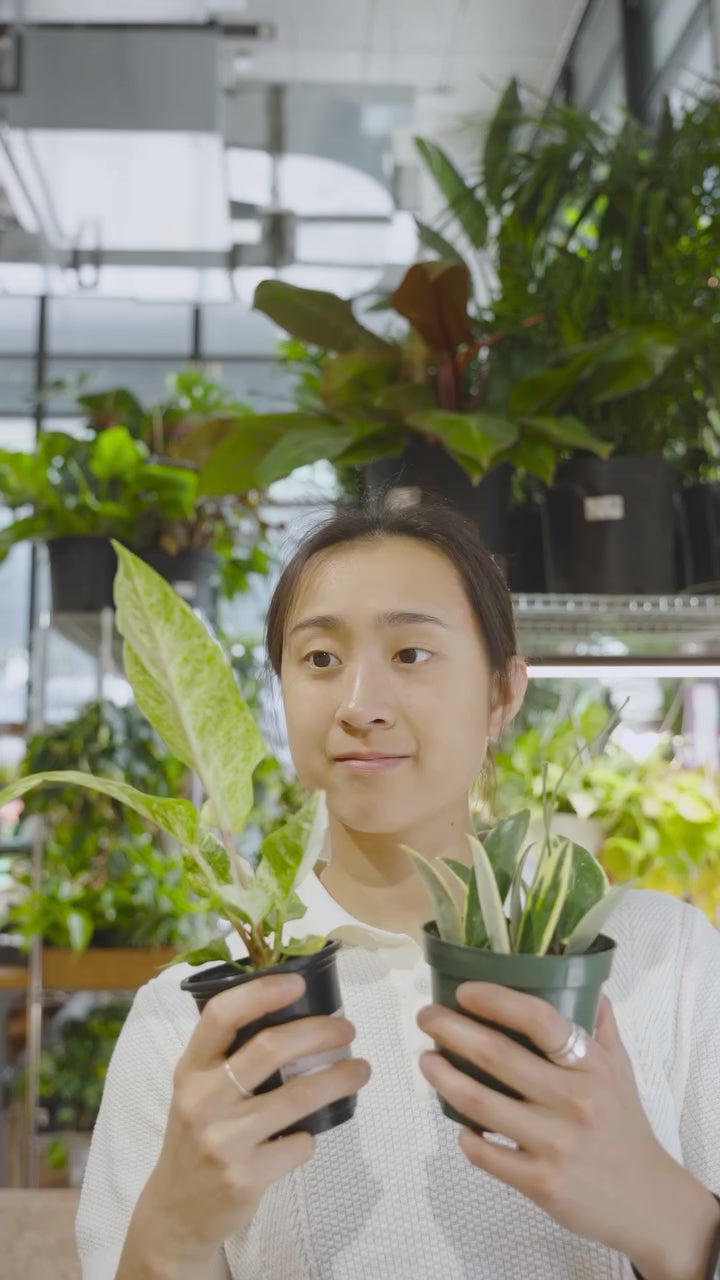 What is a variegated plant | JOMO Studio | Buy Plants Online | Tropical Houseplant Delivery & Plant Care