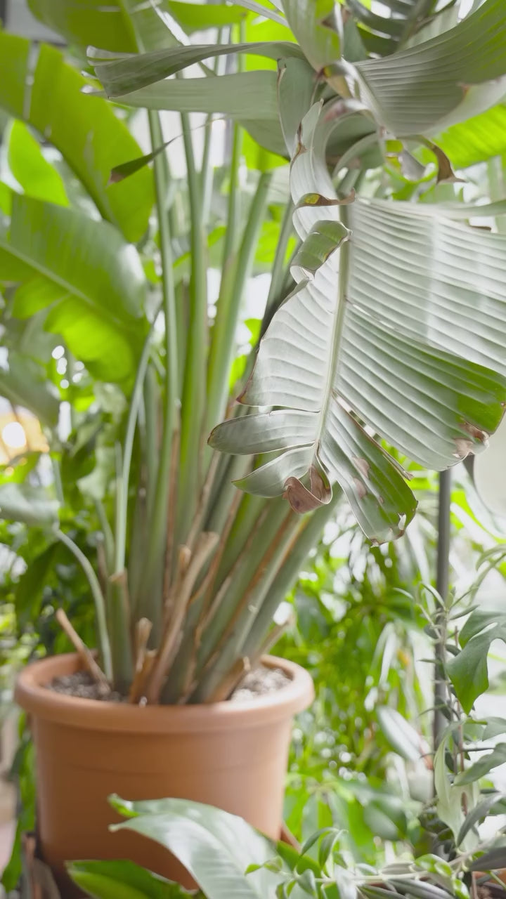 3 Plants with Unique Foliage | JOMO Studio | Buy Plants Online | Houseplant Delivery & Plant Care
