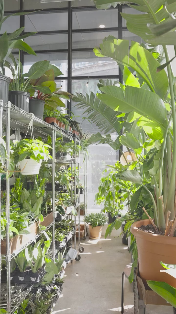 Grow Plant in Water | JOMO Studio | Buy Plants Online | Houseplant Delivery & Plant Care