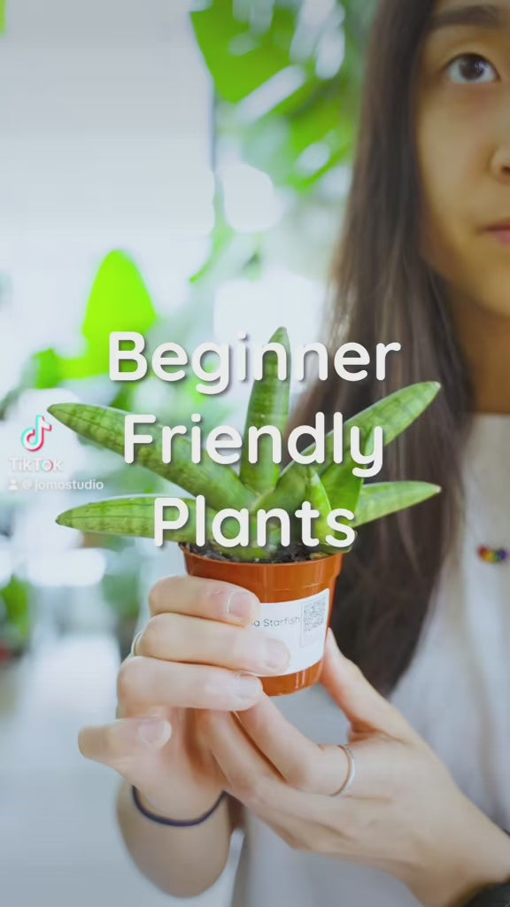 Beginner Plant | JOMO Studio | Buy Plants Online | Houseplant Delivery & Plant Care