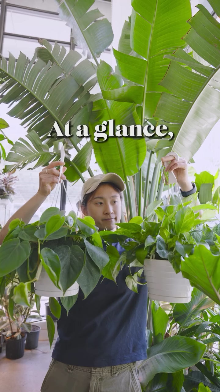 Difference between Pothos and Philodendron Heart Leaves | JOMO Studio | Buy Plants Online | Tropical Houseplant Delivery & Plant Care