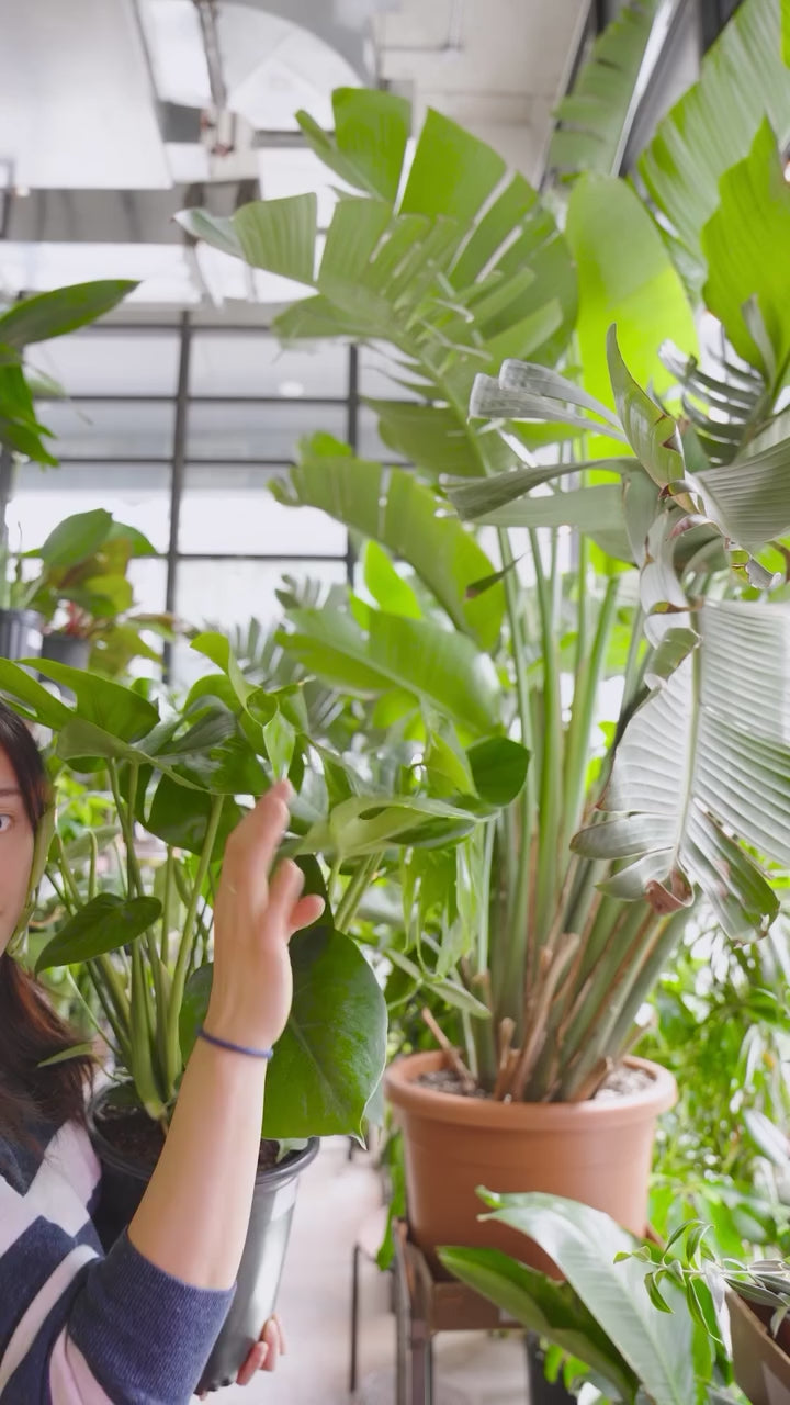 Why Monstera has holes? | JOMO Studio | Buy Plants Online | Houseplant Delivery & Plant Care