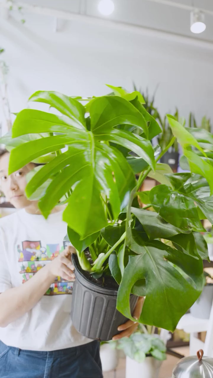 How a Monstera plant grows up | JOMO Studio | Buy Plants Online | Tropical Houseplant Delivery & Plant Care