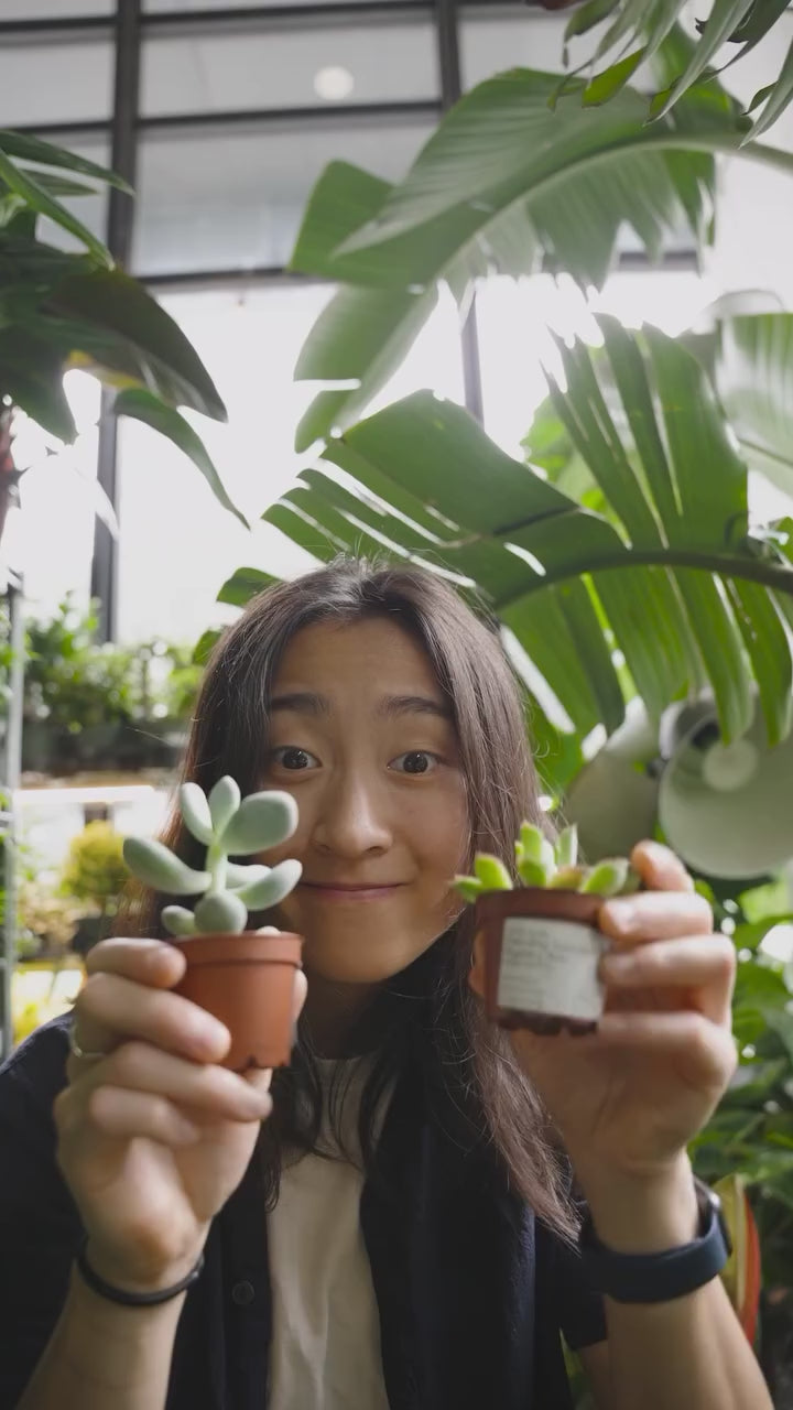 The one mistake killing your succulents | JOMO Studio | Buy Plants Online | Tropical Houseplant Delivery & Plant Care