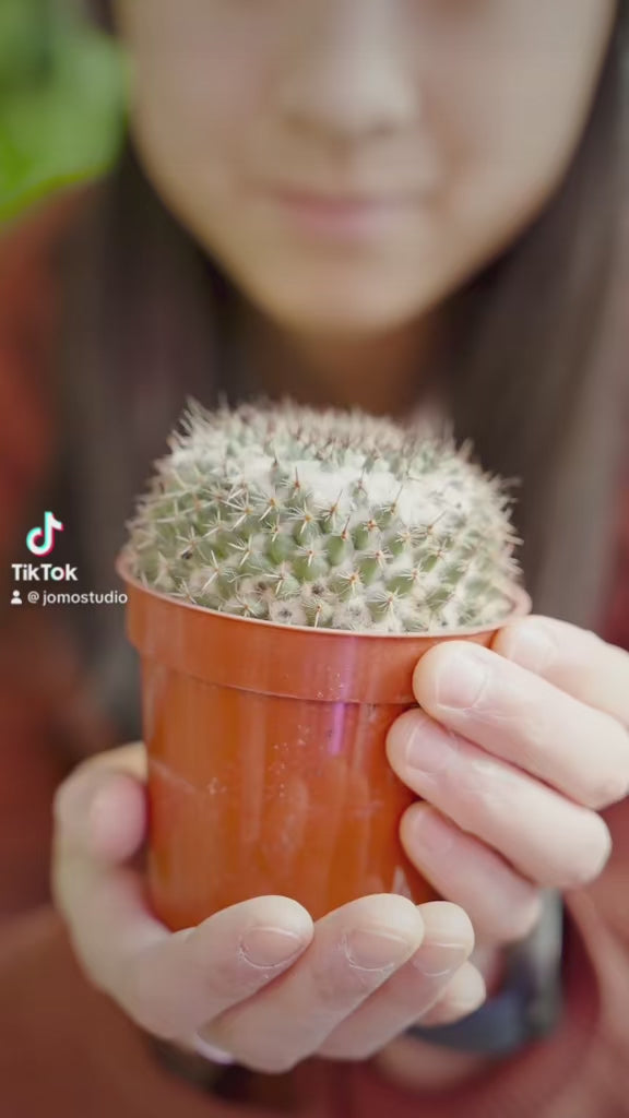 Cacti Fact(i)s - Delivery from Toronto across Canada - JOMO Studio