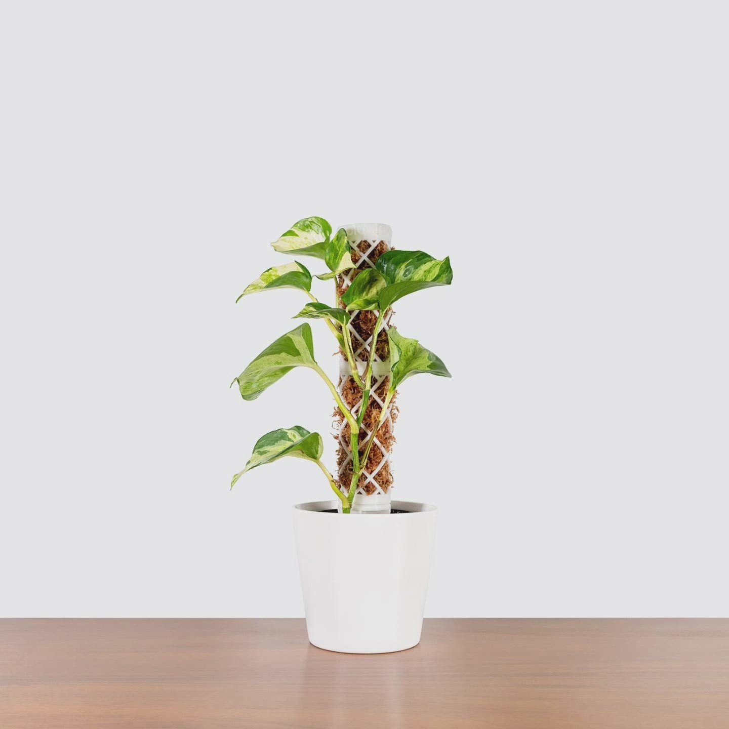 Extendable Moss Pole - 3D Printed Plant Support - House Plants Delivery Toronto - JOMO Studio