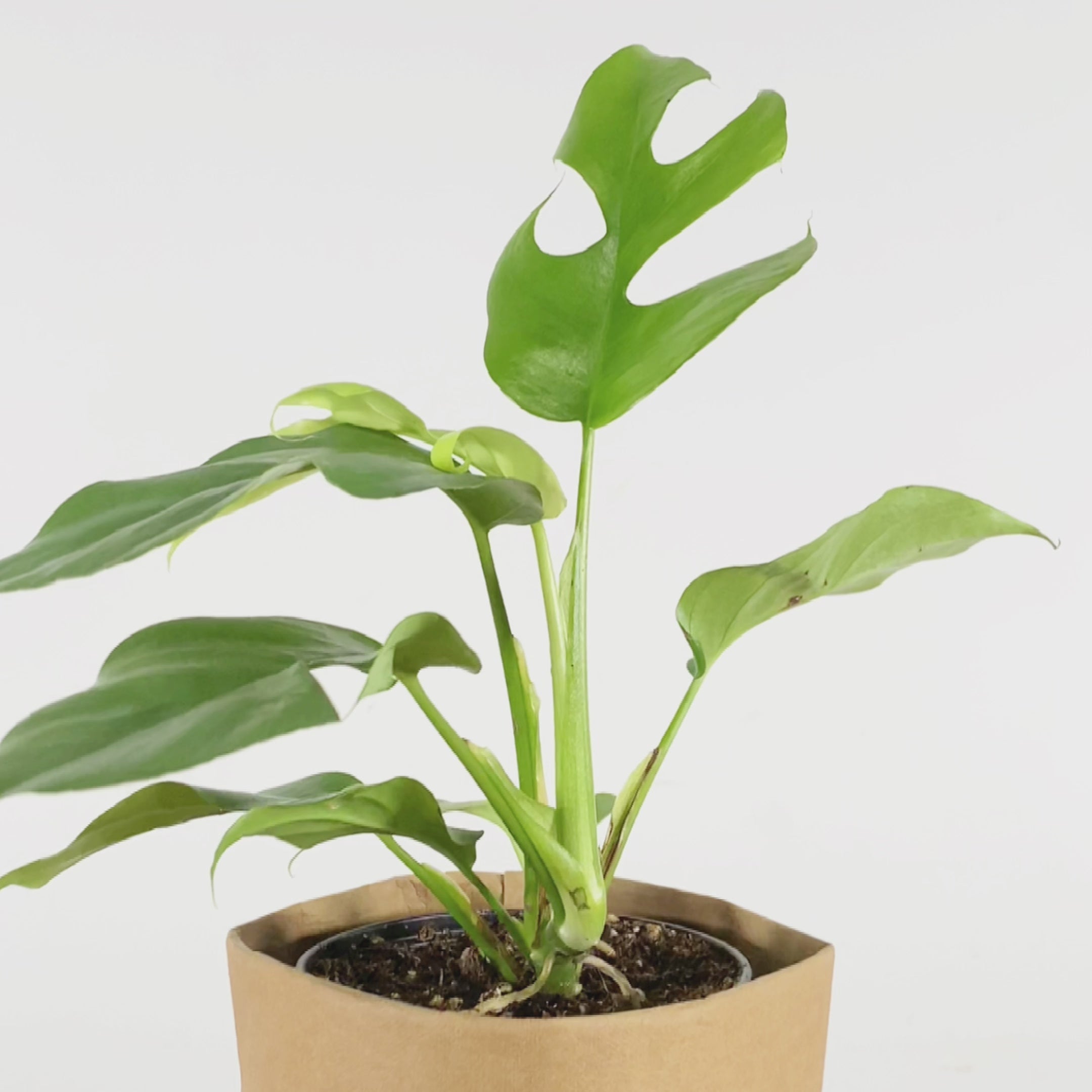 Rhaphidophora Tetrasperma - House Plants Delivery Toronto - JOMO Studio