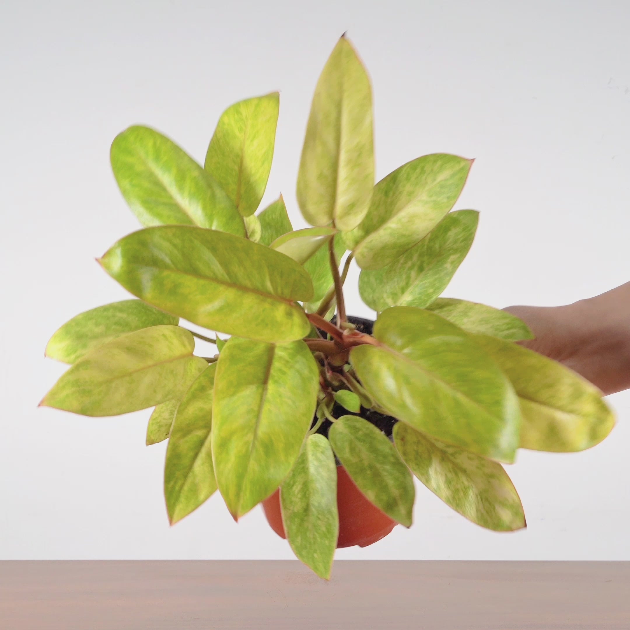 Philodendron Painted Lady - House Plants Delivery Toronto - JOMO Studio