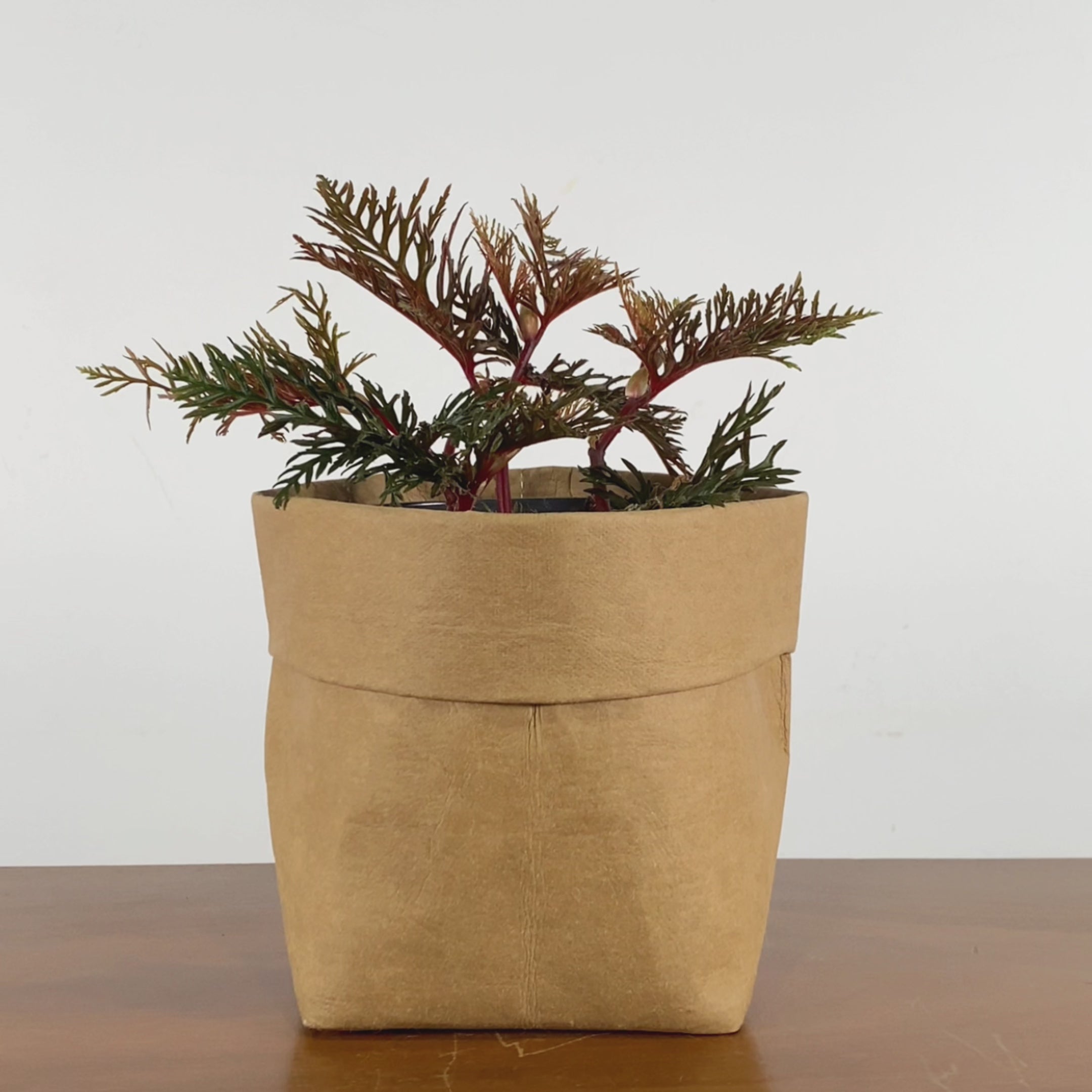 Fern Leaf Begonia - Begonia Bipinnatifida - House Plants Delivery Toronto - JOMO Studio