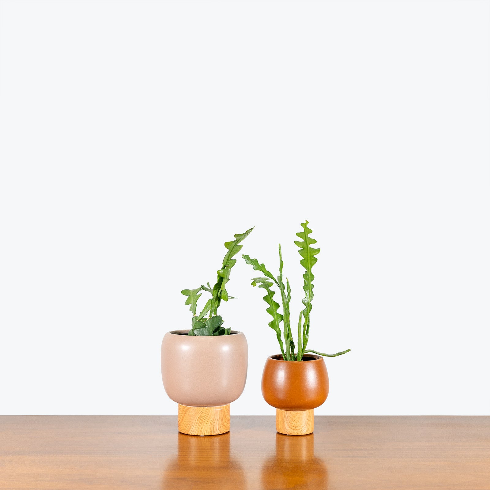 Acorn Pedestal Planter - House Plants Delivery Toronto - JOMO Studio