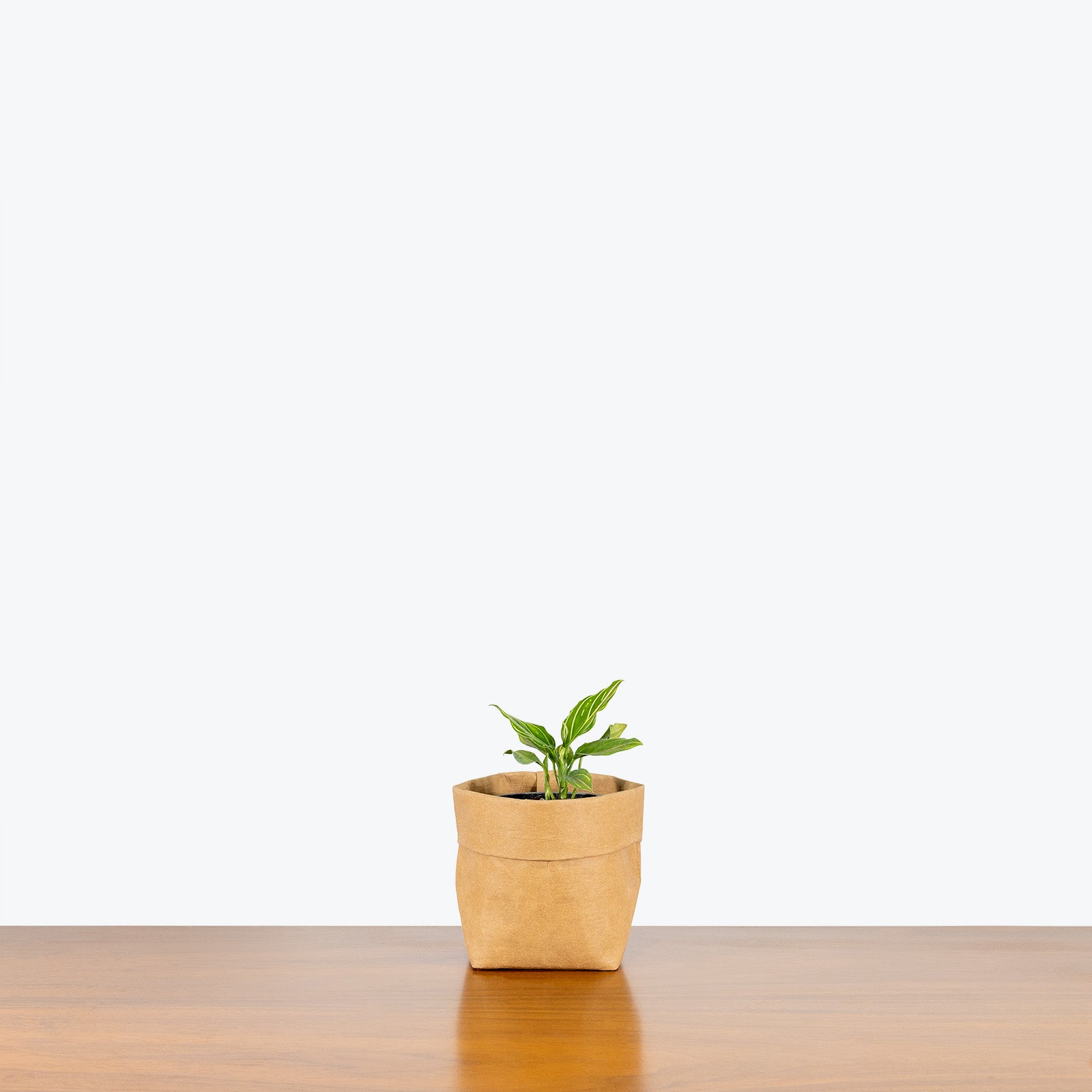 Aglaonema Red Vein | Chinese Evergreen Red Vein | Care Guide and Pro Tips - Delivery from Toronto across Canada - JOMO Studio
