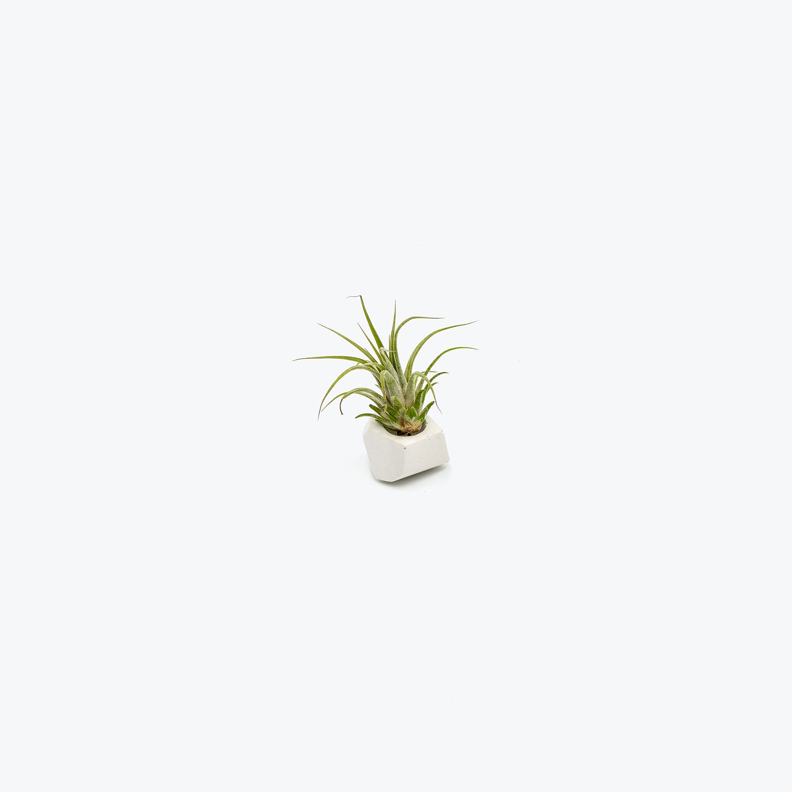 Air Plant Single - House Plants Delivery Toronto - JOMO Studio