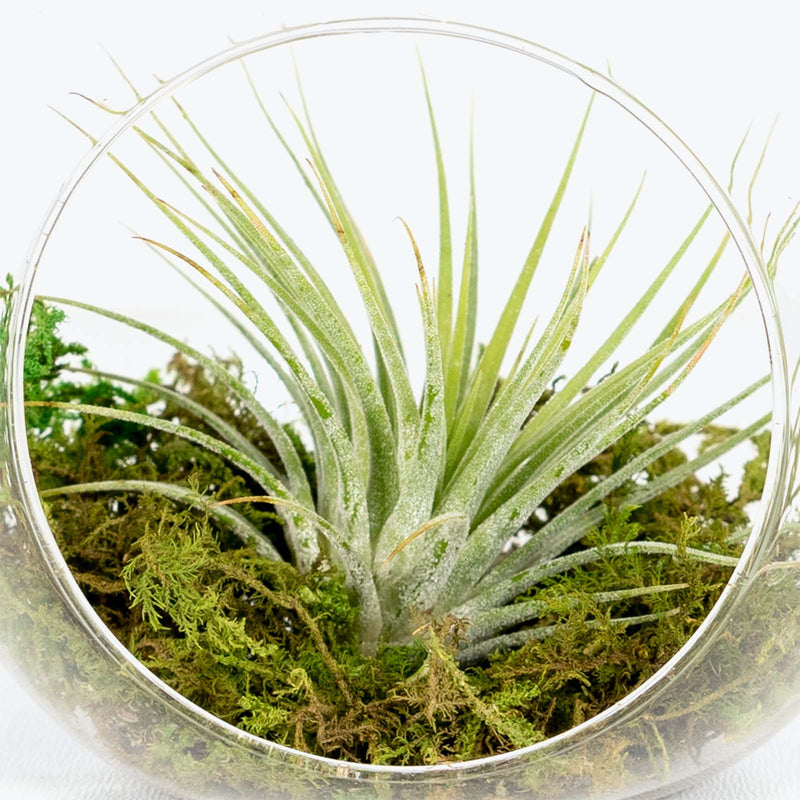 Air Plant Terrarium - Tillandsia Air Plants - House Plants Delivery Toronto - JOMO Studio