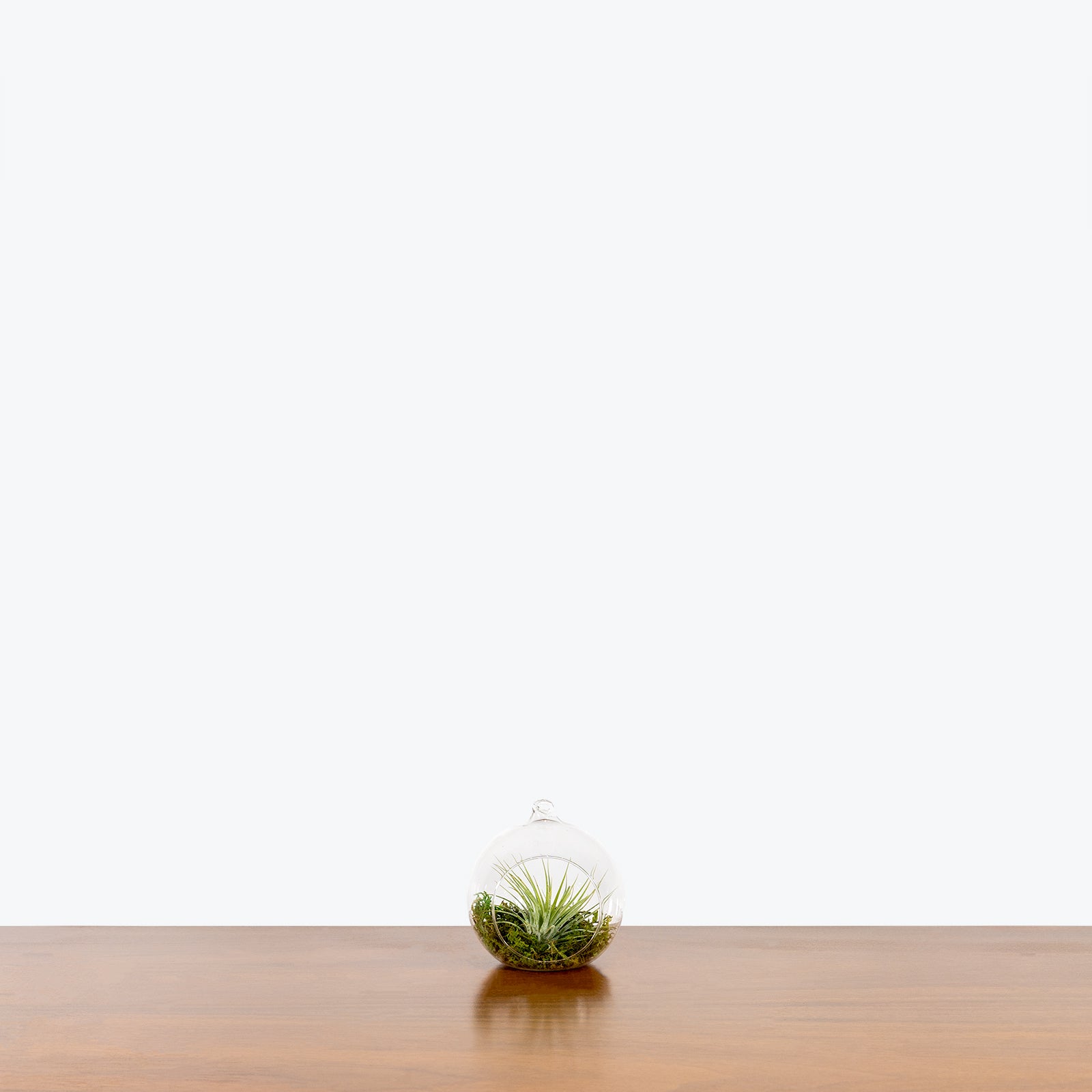 Air Plant Terrarium - Tillandsia Air Plants - House Plants Delivery Toronto - JOMO Studio