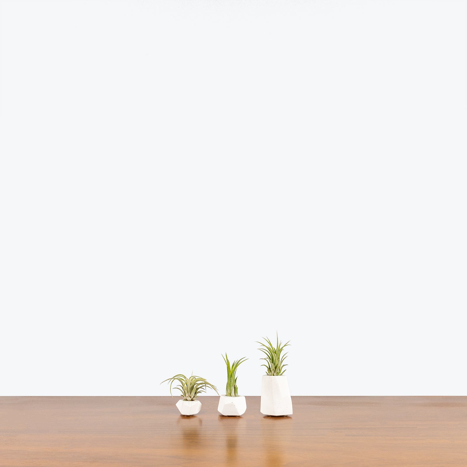 Air Plant Trio - House Plants Delivery Toronto - JOMO Studio