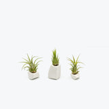 Air Plant Trio — Artsy White