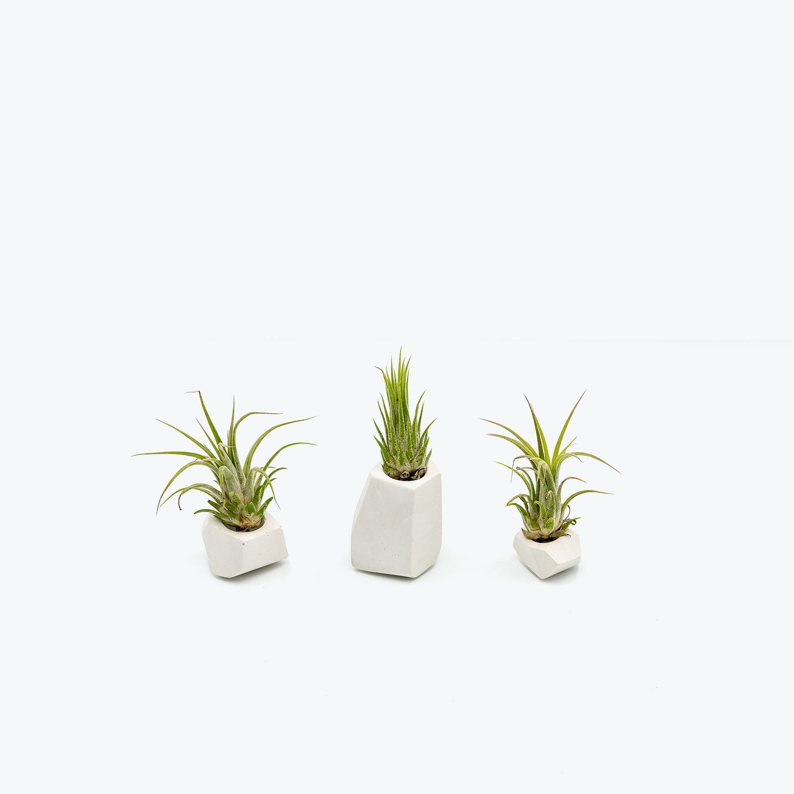 Air Plant Trio - House Plants Delivery Toronto - JOMO Studio