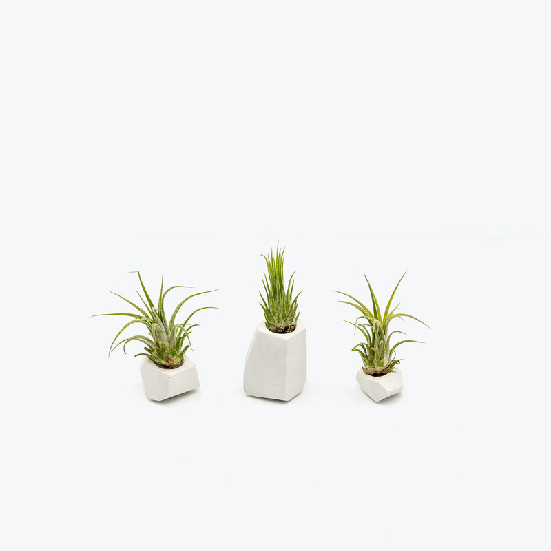 Air Plant Trio - House Plants Delivery Toronto - JOMO Studio