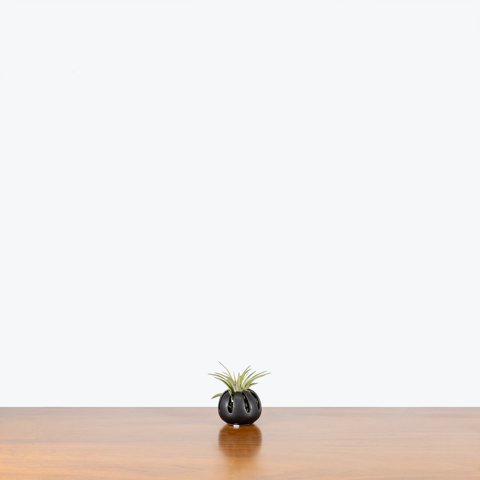 Air Plant with Holder